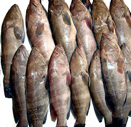 Epinephelus aeneus_006